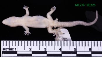 Media type: image;   Herpetology R-190226 Description: Specimen photo;  Aspect: whole body ventral